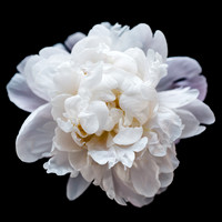 Fine Art Floral Series: Blanc