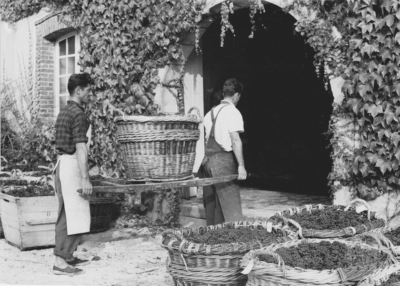 Grapes in Baskets